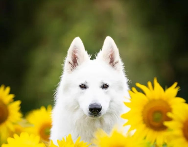 The Secret Joy of Sunflowers - by Donna Bucher