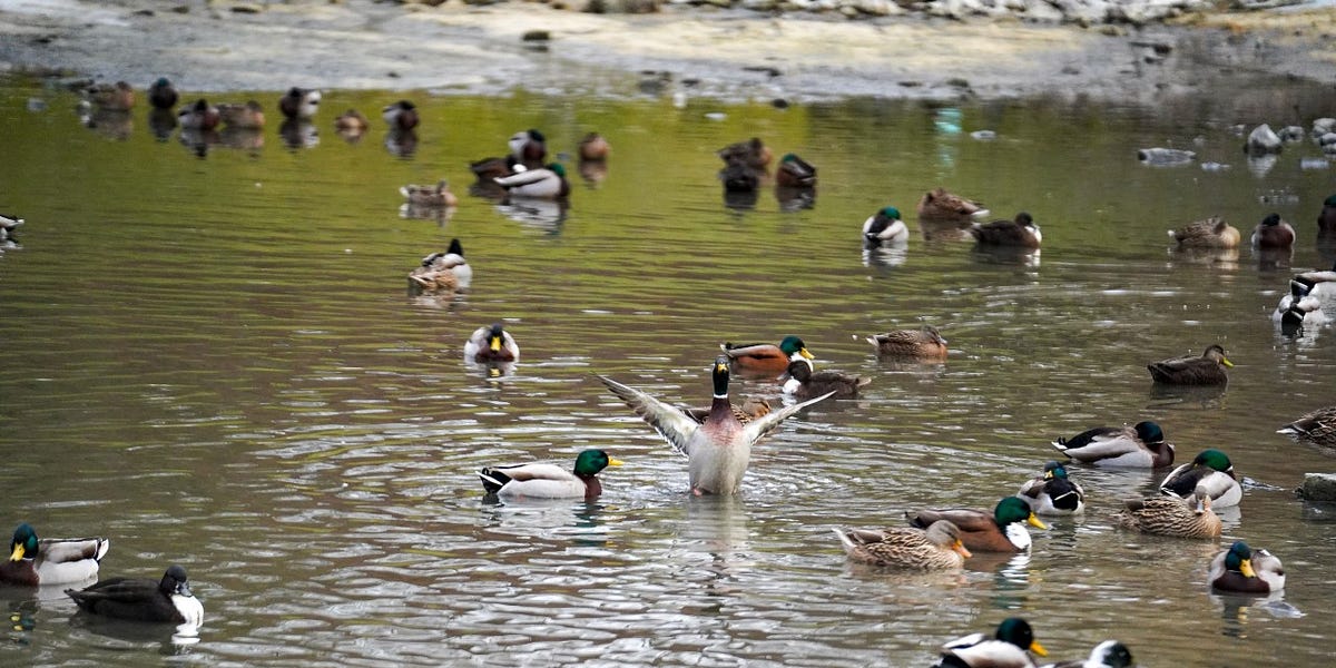 A Day in the Life of a Congress Park Duck