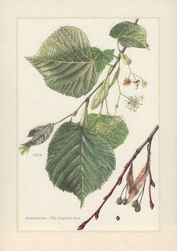 Medicinal Trees: Tilia, Basswood or Lime