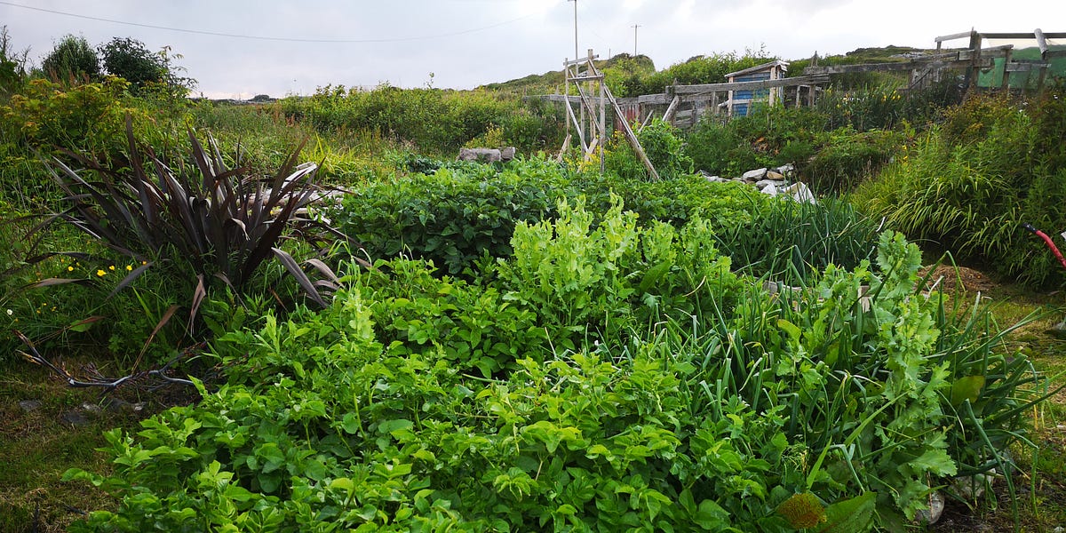 Putting the Beds to Bed Danu's Irish Herb Garden Substack