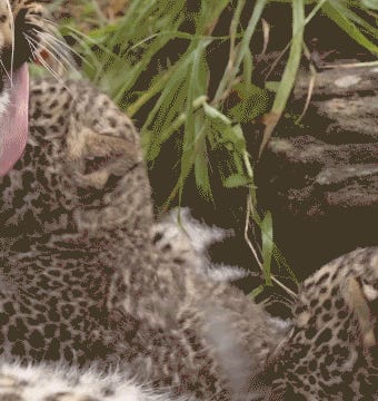 GET THE F*CK OUT! Tabs, Wed., June 4, 2025