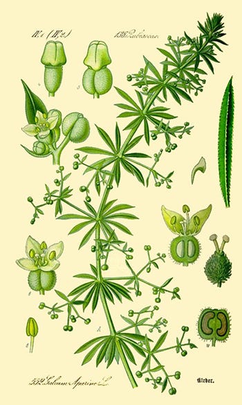 Show 173: Bladder Campion and Cleavers