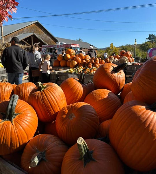 Pumpkin picking in the Hudson Valley Tomversation