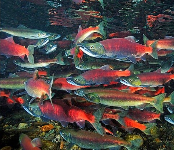 Ecotypes vs. Species - by Susan Crockford - Biology Bites