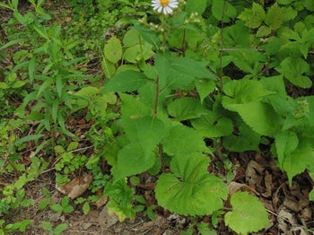 Show 171: Big Leaf Aster, Basswood/Linden and Dog Fennel