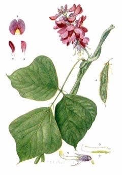 Medicinal Shrubs and Woody Vines: Pueraria, Kudzu and Schisandra