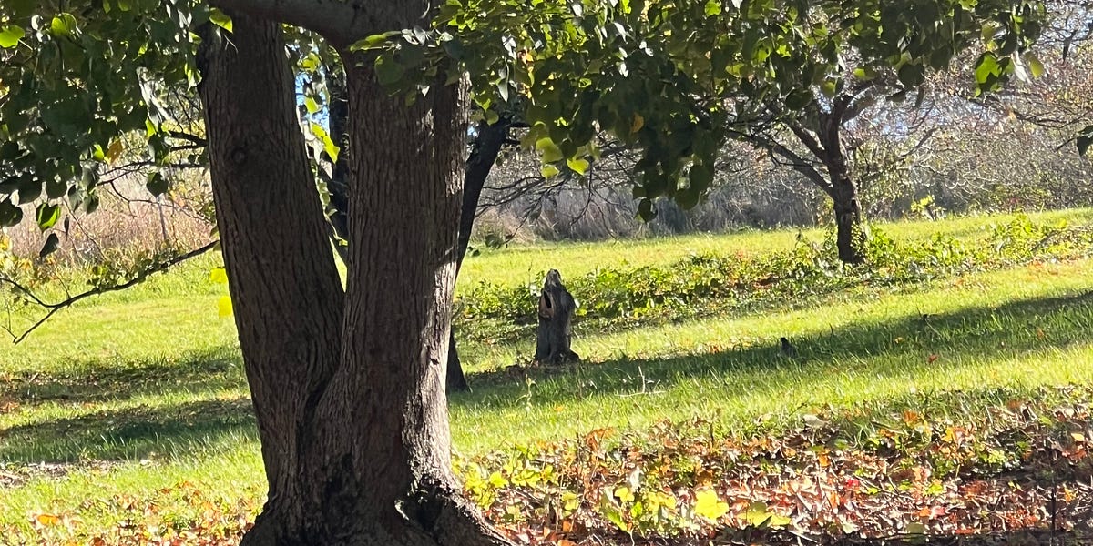 Saint Francis in the Arnold Arboreteum by Jennifer Dines