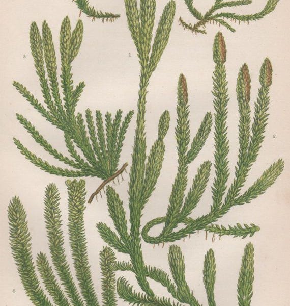 Medicinal Ferns and Fern Allies: Club Moss