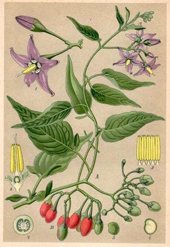 Show 204: Indian Cucumber, Jimson Weed and Bittersweet