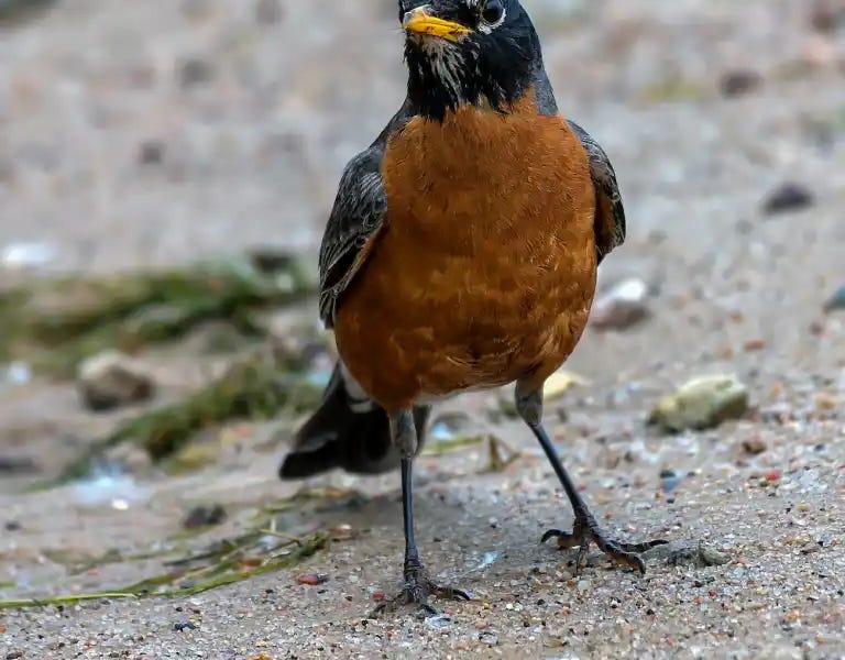 birdhistory.substack.com