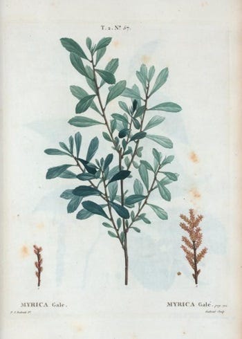 Medicinal Shrubs and Woody Vines: Myrica