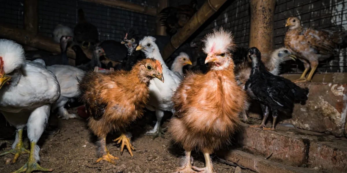 The Next Big Scam: Moderna's New mRNA Bird Flu 'Vaccine' and the Globalist Agenda