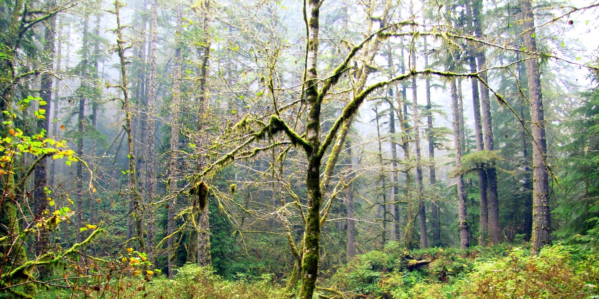 Schools lawyer: state forestry using general fund to replace timber revenue