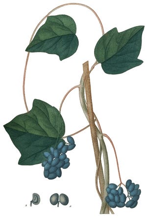 Medicinal Shrubs and Woody Vines: Menispermum, Canada Moonseed