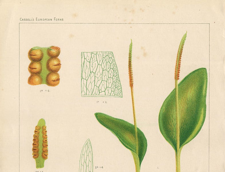 Medicinal Ferns and Fern Allies: Ophioglossum vulgatum, Adder’s Tongue