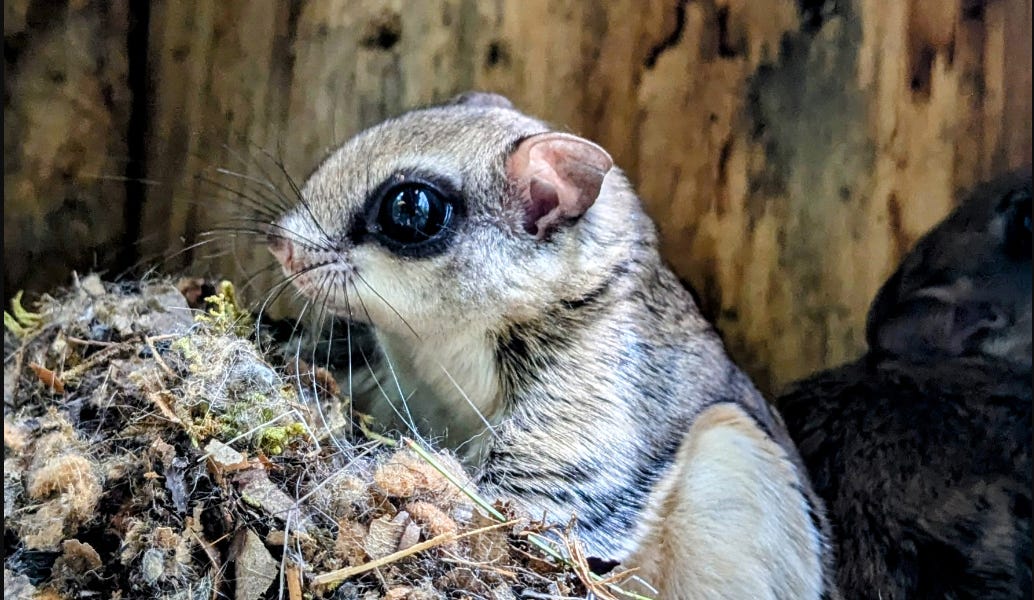 🐿 NEFSN News October 14th, 2024