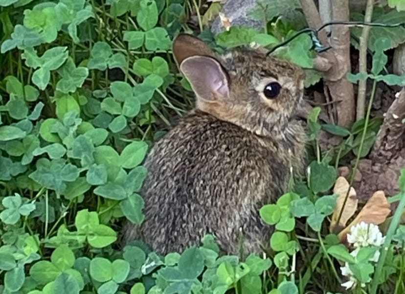Where you stand Leafy Pages