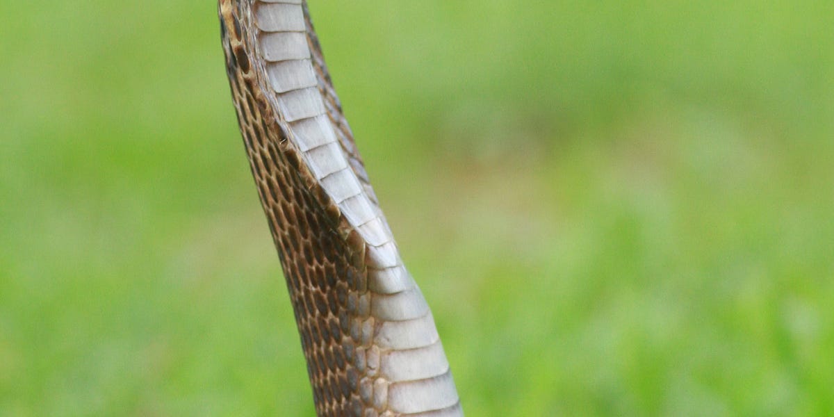 How to deal with toxic managers. by Saas Unfiltered