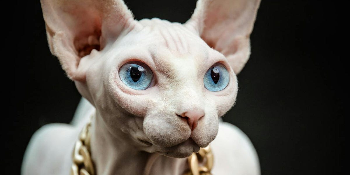 Traffic Stop Nabs Ocean’s 11 Wannabes