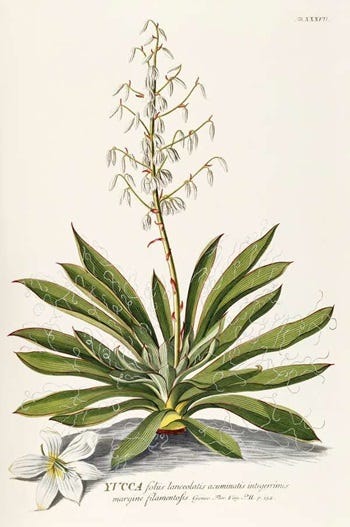 Medicinal Shrubs and Woody Vines: Yucca
