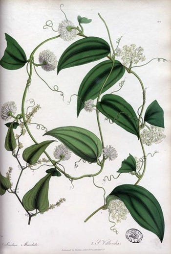 Medicinal Shrubs and Woody Vines: Smilax, Greenbriar