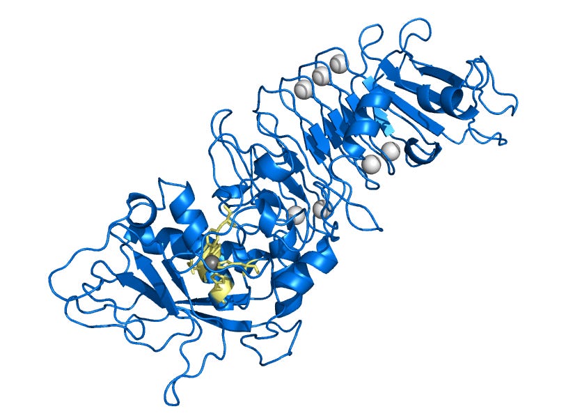 Sweeping the Body: Meet Serrapeptase Enzyme