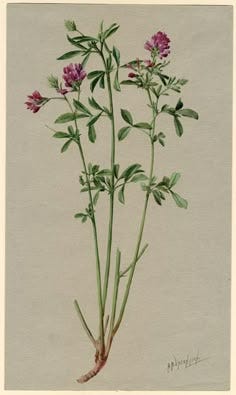 From the Spring Foraging Cookbook: Alfalfa
