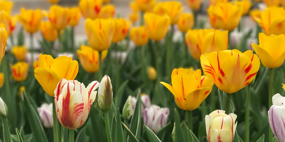 Most funeral homes don’t have a sales problem. They have a follow-up problem.