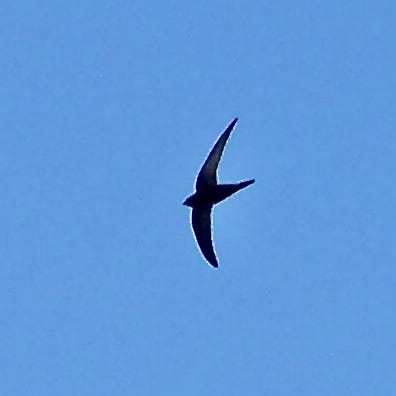 Six (flying) Things - by Lev Parikian - Six Things