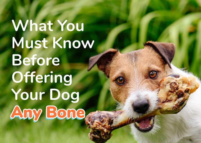Dr karen becker hotsell bone broth for dogs