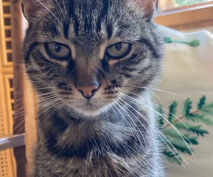 Be like a cat. by Franciscus van de Logt