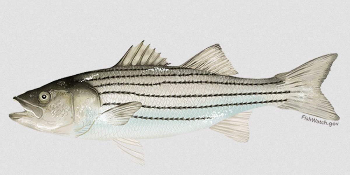 Striped Bass The Red Herring in California’s Water Wars