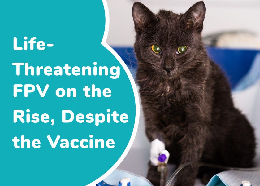 Cat hotsell parvo vaccine