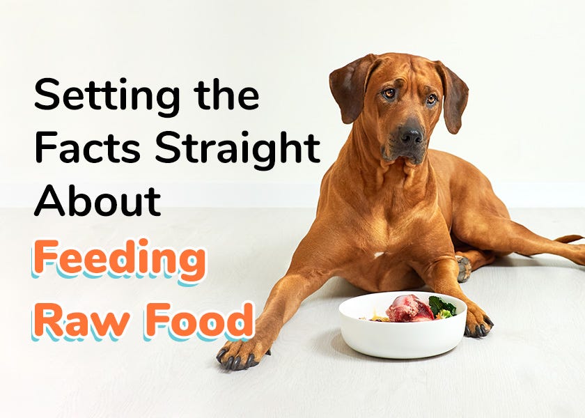 Blue heeler deals raw diet
