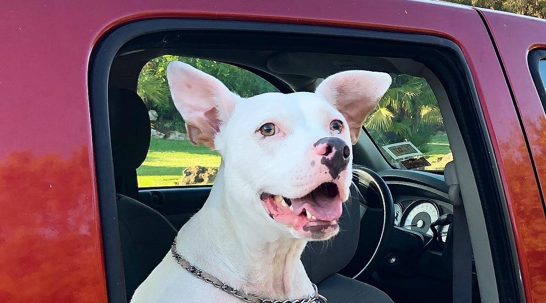 Manatee County animal shelters are full. Is there room in your home