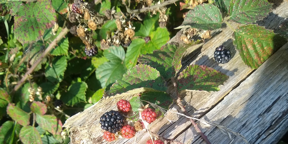 Brambles by Iona the cherry log