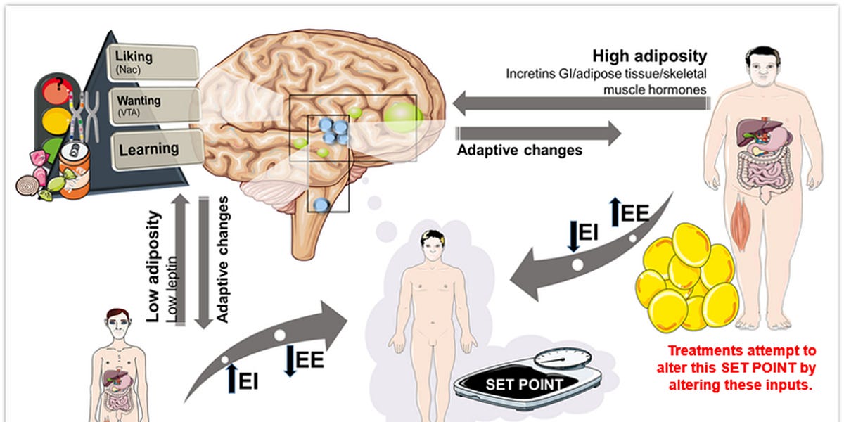 OBESITY & ´PRESET POINT´