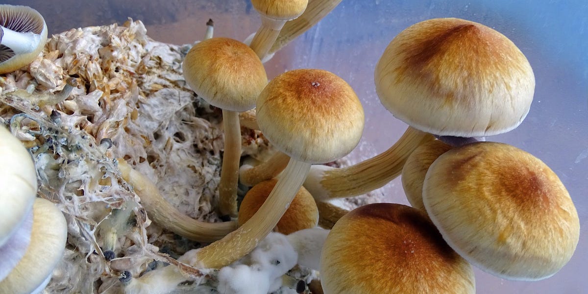 Mushrooms and their Relationship to the Brain!