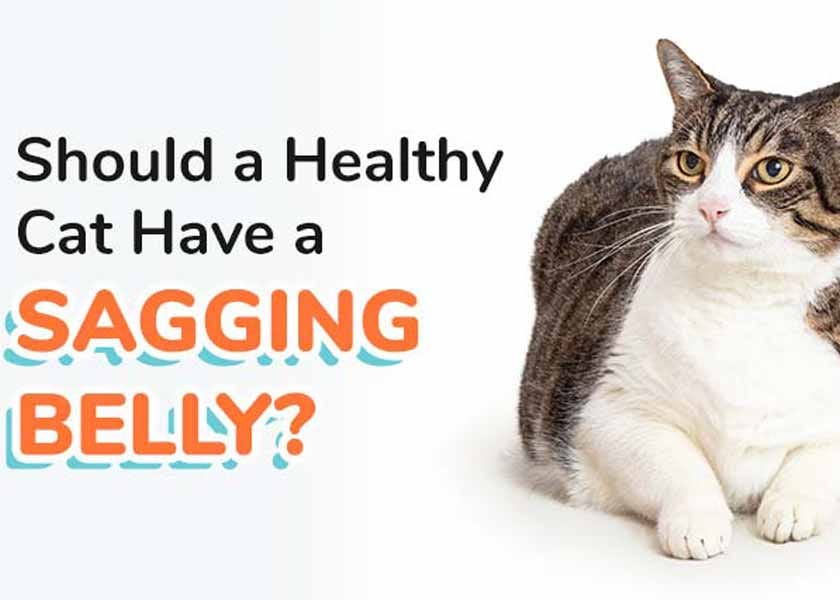 Female cat fat pouch on sale