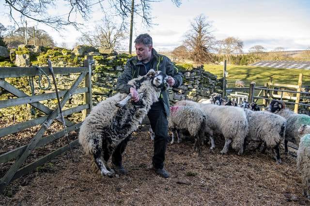 Viki and the Mutton Crew - by Dr Ah Kahn Syed