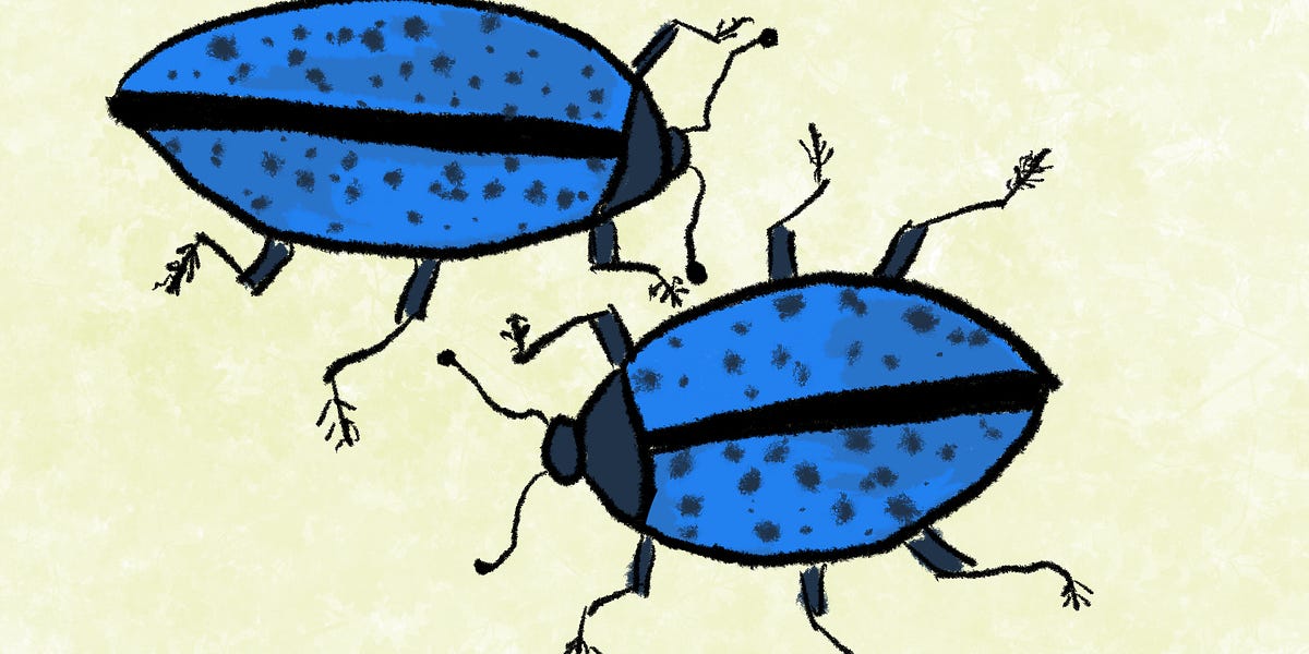 134 Pleasing Fungus Beetle by Bix Colorado Wildlife