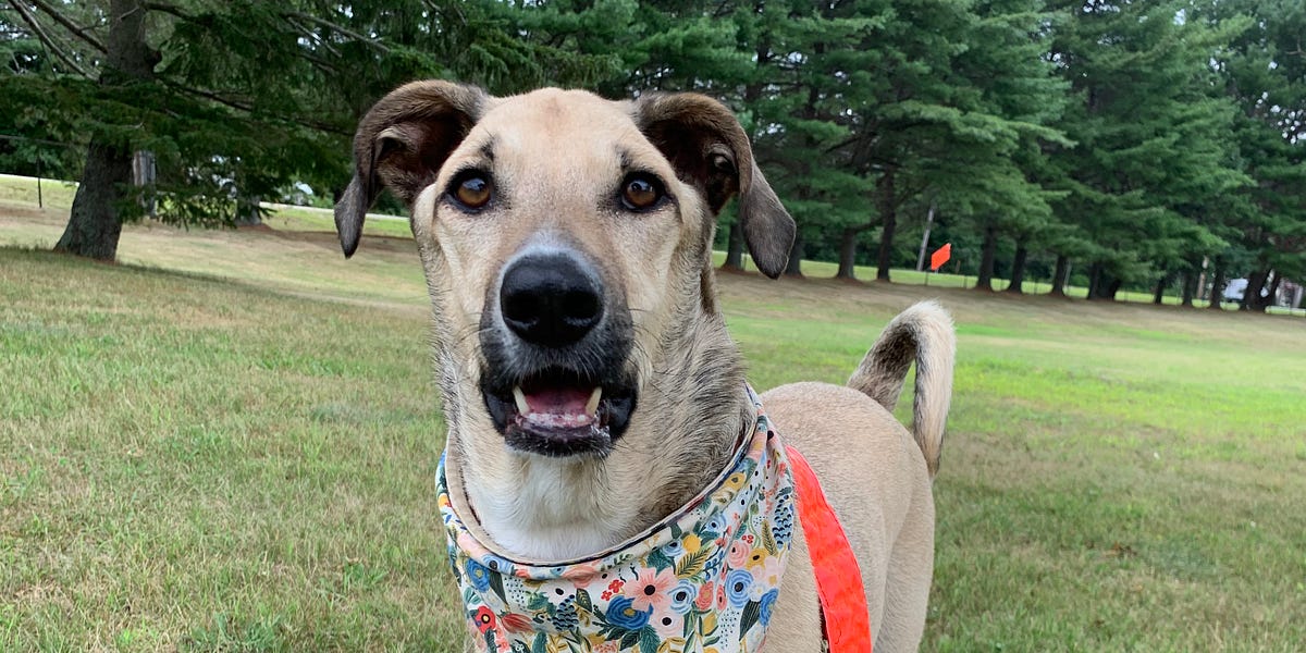 Is my dog a genius? A quick word from Joshua W. Jackson