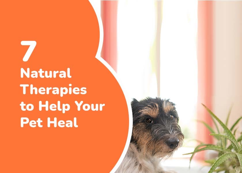 Natural remedies for sales mrsa in dogs