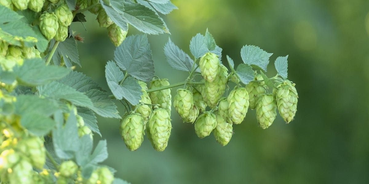 On Terroir by Erika Bolstad The Windfall Dispatch