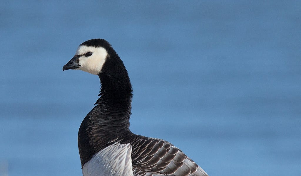 Canada goose uk amazon store