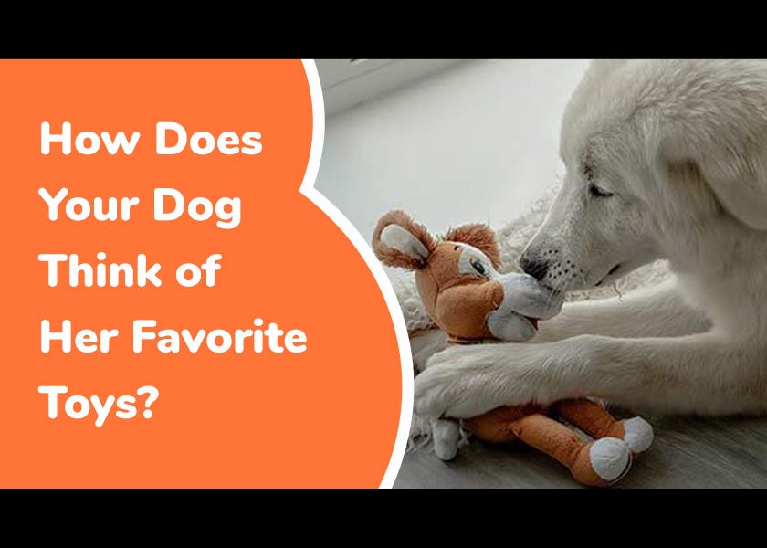 How Does Your Dog Think of Her Favorite Toys?