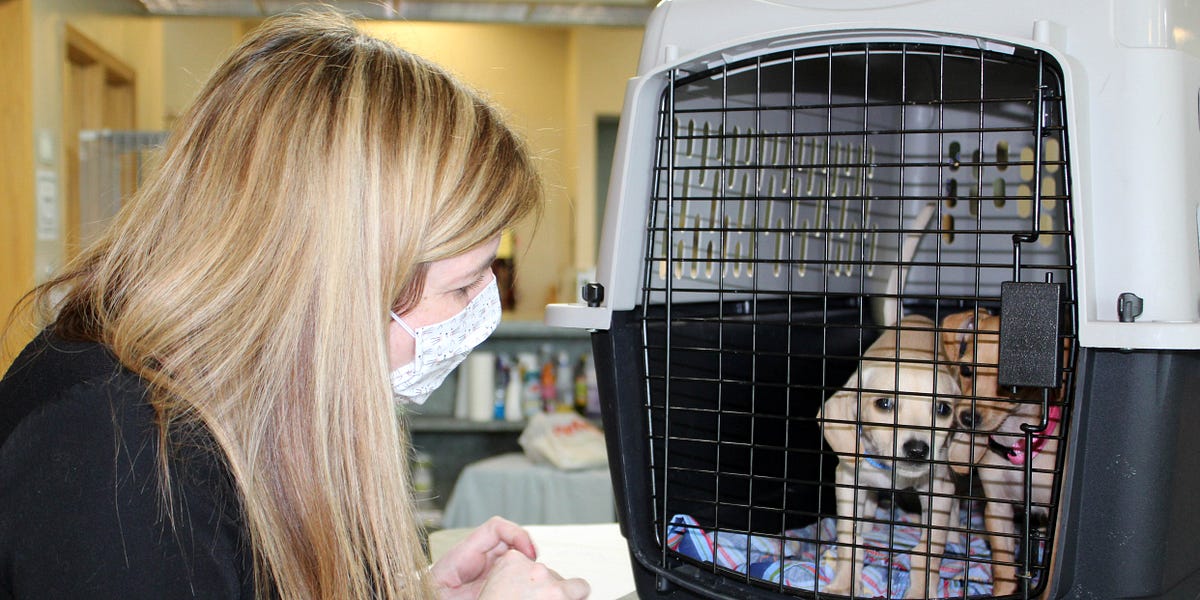 Mokena animal shelter raising funds by selling face masks