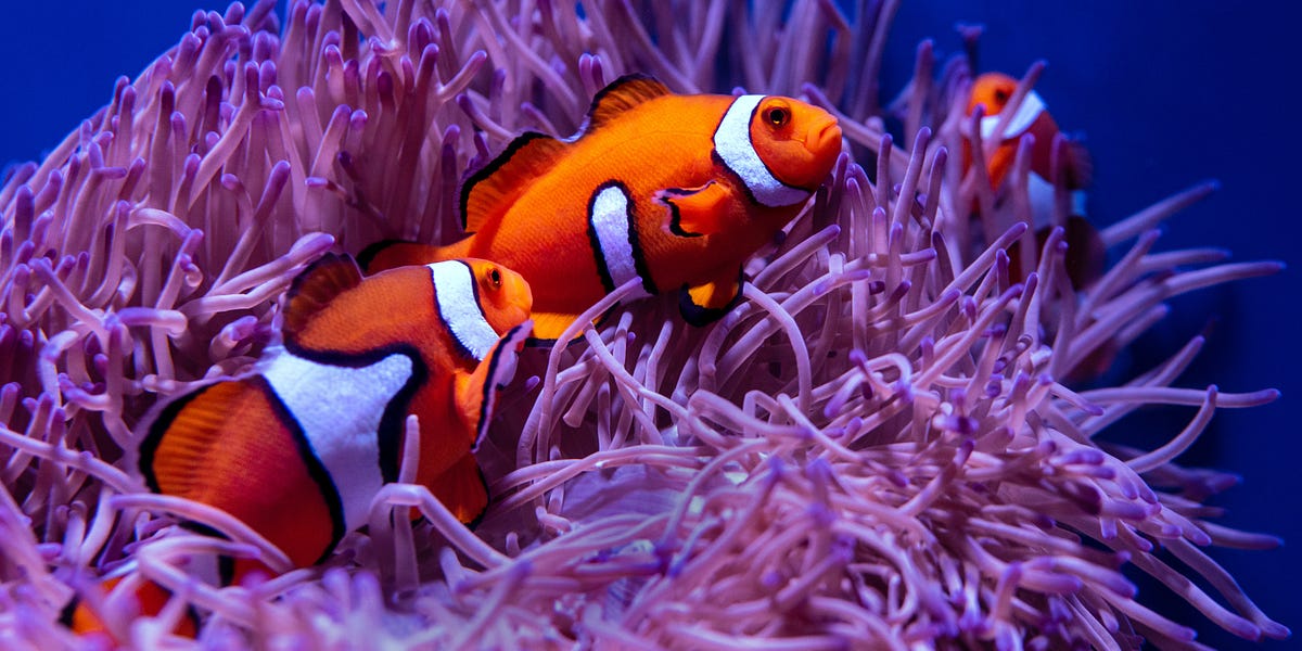 Fact of the day All clownfish are born male. by Reed