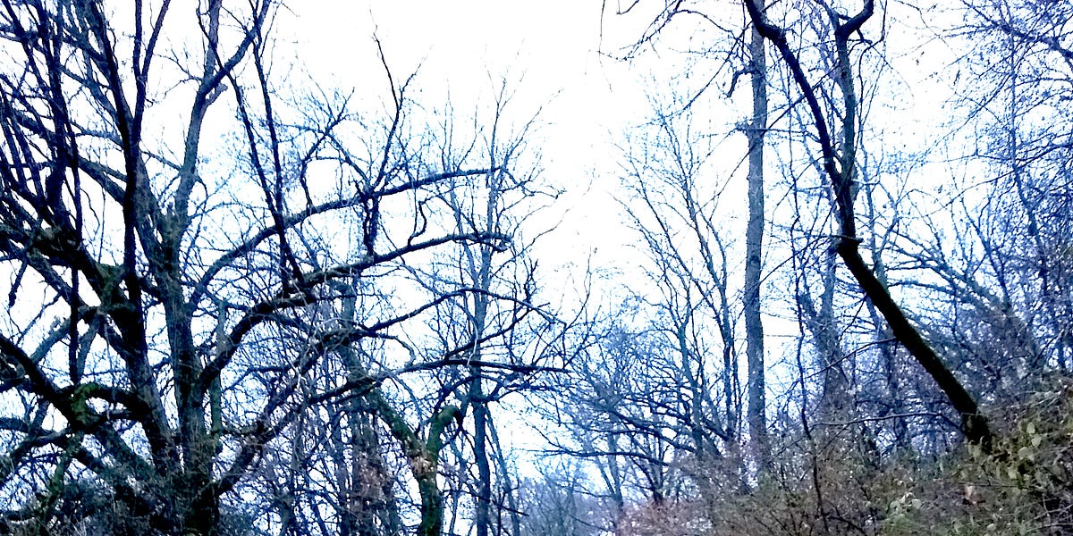 The Owl and the Shiver Bird by Robert Maynord