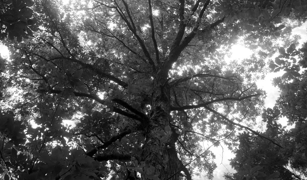 Shagbark Hickory by Hrukjan